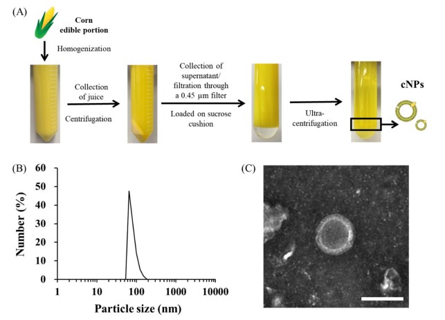 Isolation and characterization of corn-derived exosomes. (Sasaki, et al., 2021)