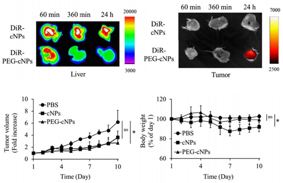 Tissue distribution and delivered antitumor activity of corn-derived exosomes. (Sasaki, et al., 2023)