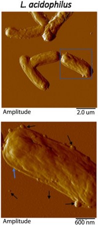 Atomic force microscopy images of exosomes derived from Lactobacillus acidophilus. (Dean, et al., 2019)