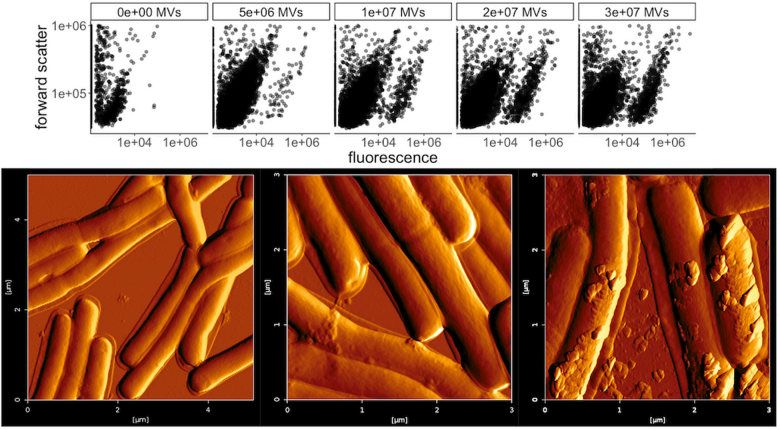 Exosomes are fused. (Dean, et al., 2020)