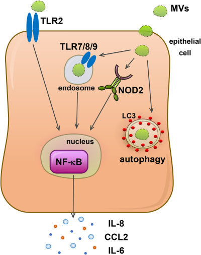 The role of Staphylococcus aureus membrane vesicles. (Bitto, et al., 2021)