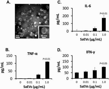 Staphylococcus aureus extracellular vesicles have proinflammatory effects on naive mouse splenocytes. (Asano, et al., 2021)