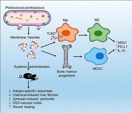 Pediococcus pentosaceus-derived exosomes modulate inflammation and therapeutic potential for inflammation-related diseases. (Alpdundar, et al., 2020)