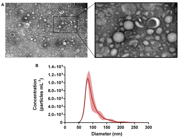 Characterization of the morphology and size for Propionibacterium freudenreichii-derived exosomes. (Rodovalho, et al., 2020)