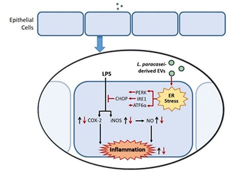 Molecular mechanism of colitis suppression by Lactobacillus paracasei-derived exosomes. (Choi, et al., 2020)