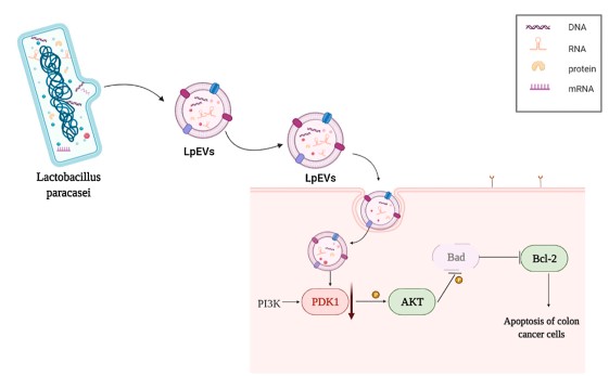 Molecular mechanism of Lactobacillus paracasei-derived exosomes against colon cancer. (Shi, et al., 2022)