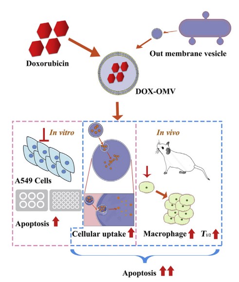 Klebsiella pneumonia-derived exosomes loaded with chemotherapeutic drugs exhibited antitumor effects