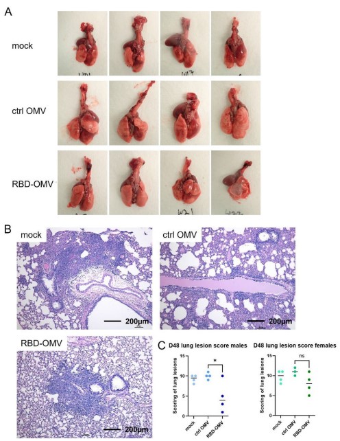 Modified Salmonella typhimurium-derived exosome vaccine significantly alleviated lung lesions in virus-attacked hamsters