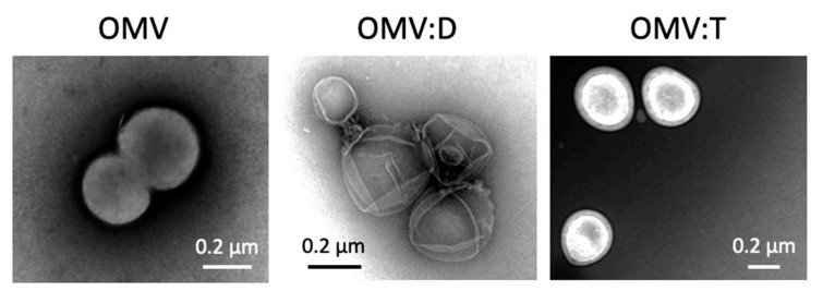 Transmission electron microscope micrographs of purified and engineered Neisseria lactamica-derived exosomes