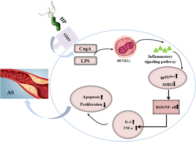 Effects of Helicobacter pylori-derived outer membrane vesicles on the formation of atherosclerotic plaques. (Wang, et al., 2021)