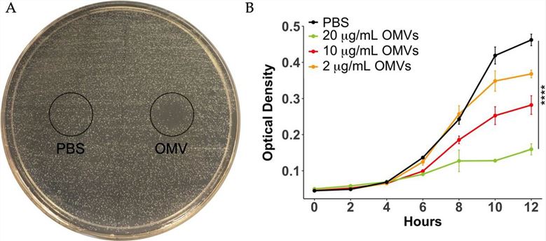 OMVs are involved in inhibiting the growth of Streptococcus mutans. (Wang, et al., 2021)