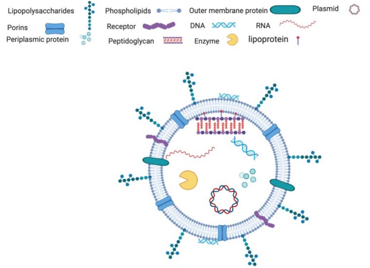 Typical composition of gram-negative bacteria-derived vesicles