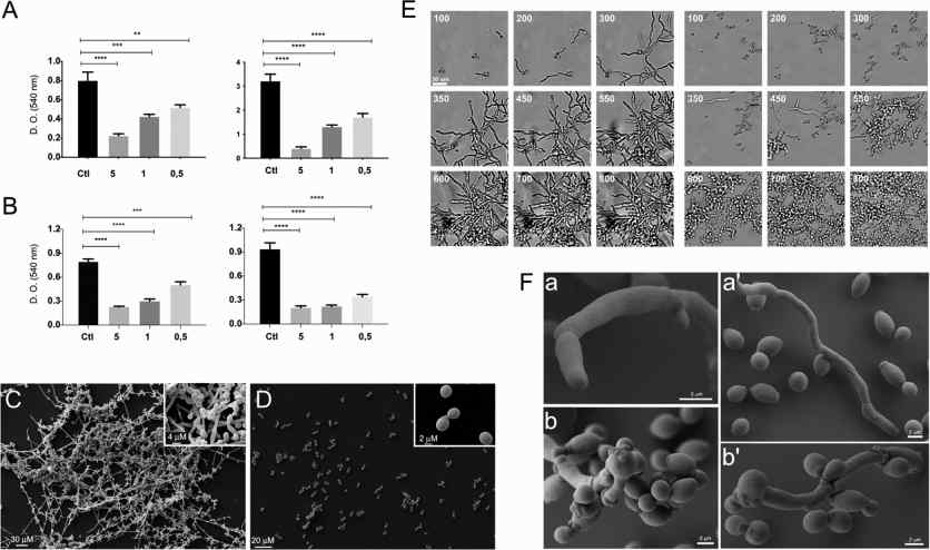 Extracellular vesicles of Candida albicans inhibit biofilm formation and differentiation. (Honorato, et al., 2022)