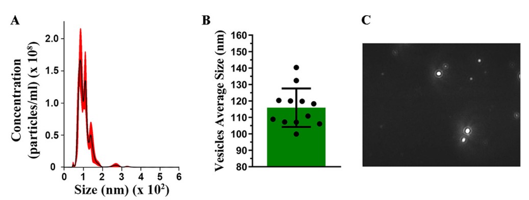 NTA characterization of Aspergillus flavus-derived Exosome. (Brauer, et al., 2020)