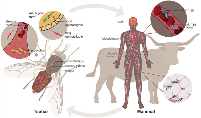 Life of Trypanosoma brucei. (Rijo-Ferreira & Takahashi, 2020)