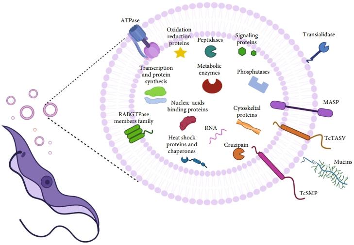 Molecules in extracellular vesicles secreted by Trypanosoma cruzi. (Cortes-Serra, et al., 2022)