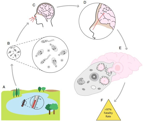 Naegleria fowleri infects humans. (Herman, et al., 2021)