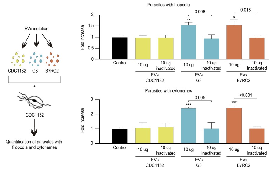 Fig. 2 Treatment with Trichomonas-derived exosomes promoted the development of cytonemes and filopodia in parasites of different strain types. (Salas, et al., 2023)