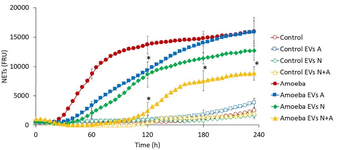 Fig. 2 Exosomes derived from Entamoeba regulated NETosis in Entamoeba histolytica-stimulated neutrophils. (Díaz-Godínez, et al., 2022)