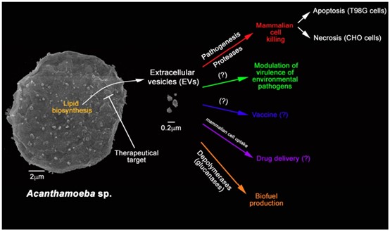 Fig. 1 Functions and applications of A. castellanii-derived exosomes. (Gonçalves, et al., 2019)