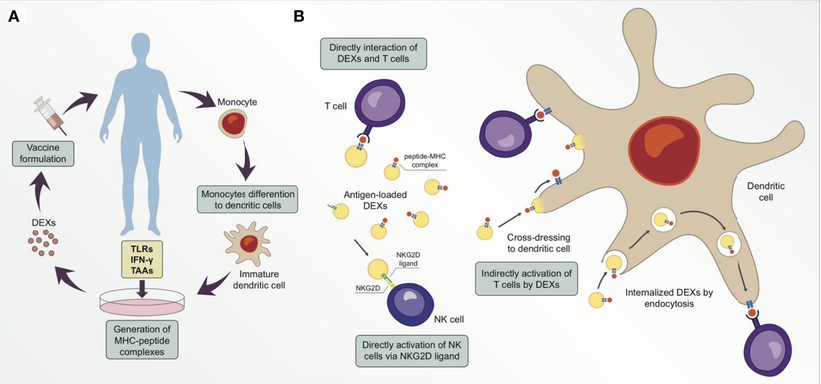 DEXs can be used as anti-cancer vaccines.