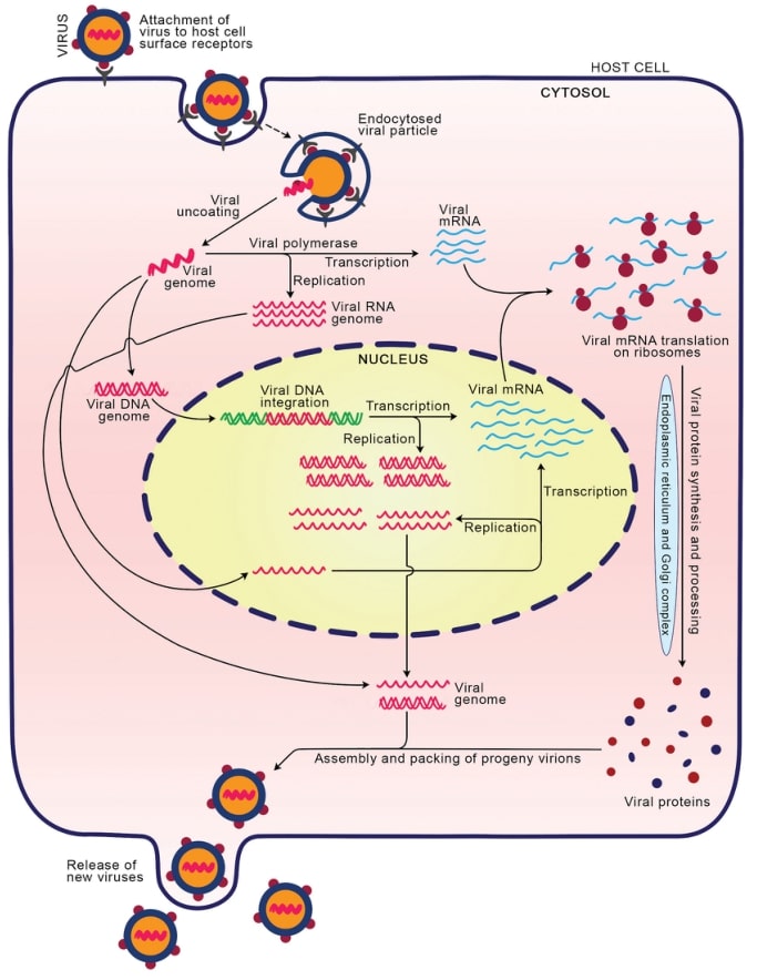 Virus proliferation in the host.