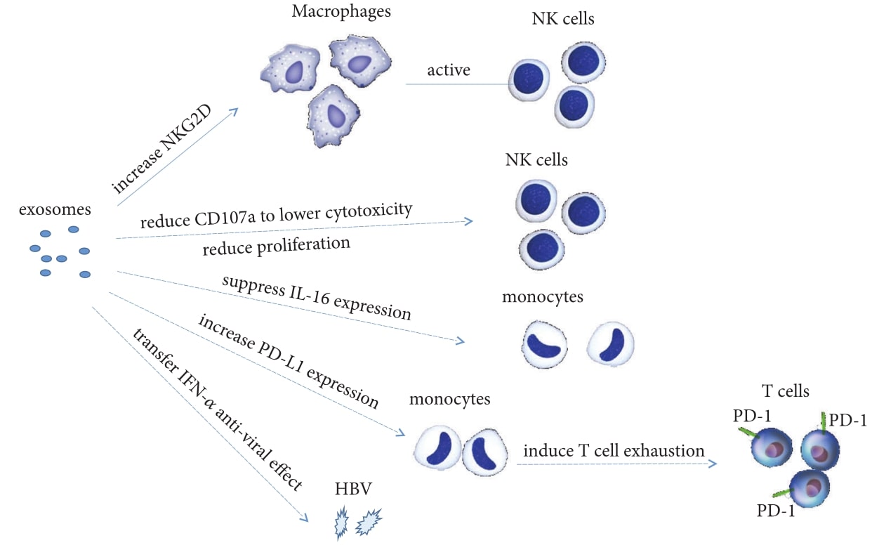 Exosomes modulate immune response during HBV infection.