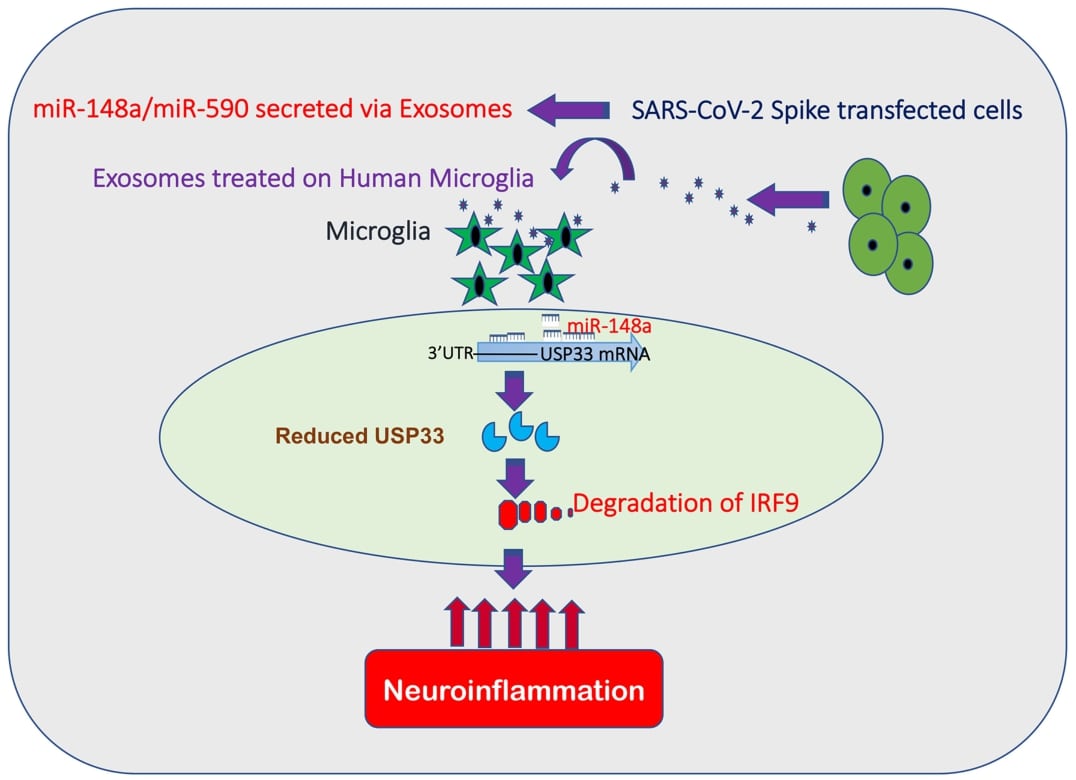 Exosome-based vaccine presenting coronavirus Spike protein antigen.