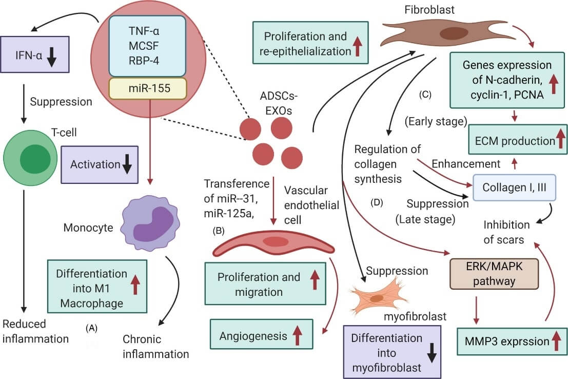 ADSCs-EXO promotes wound healing. (An, et al., 2021)