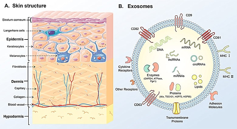 BM-MSC-EVs contain COL7A1 mRNA and stimulate expression of new type VII collagen protein.