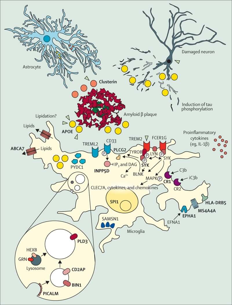 The cellular phase of AD.