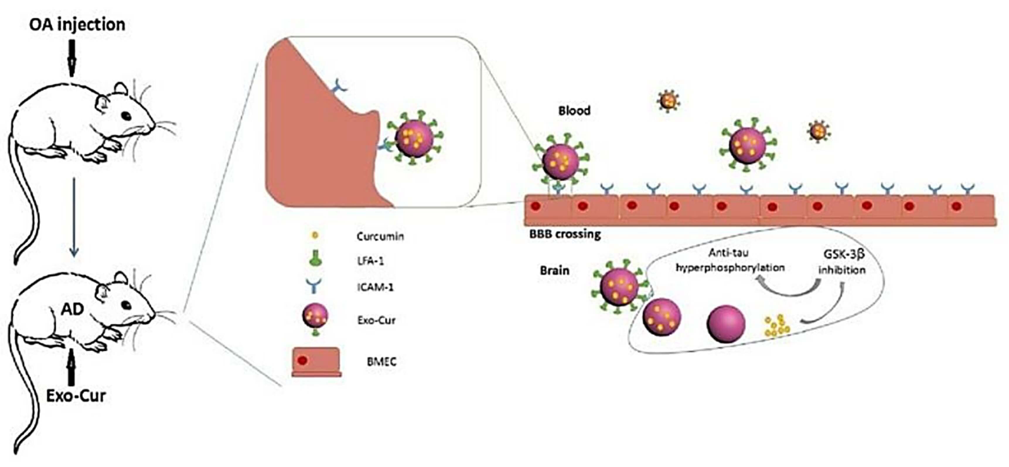 Curcumin-primed exosomes potently ameliorate cognitive function in AD mice.