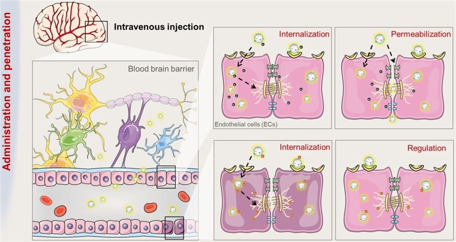 Mechanisms of exosomes crossing the BBB. (Xu, et al., 2021)