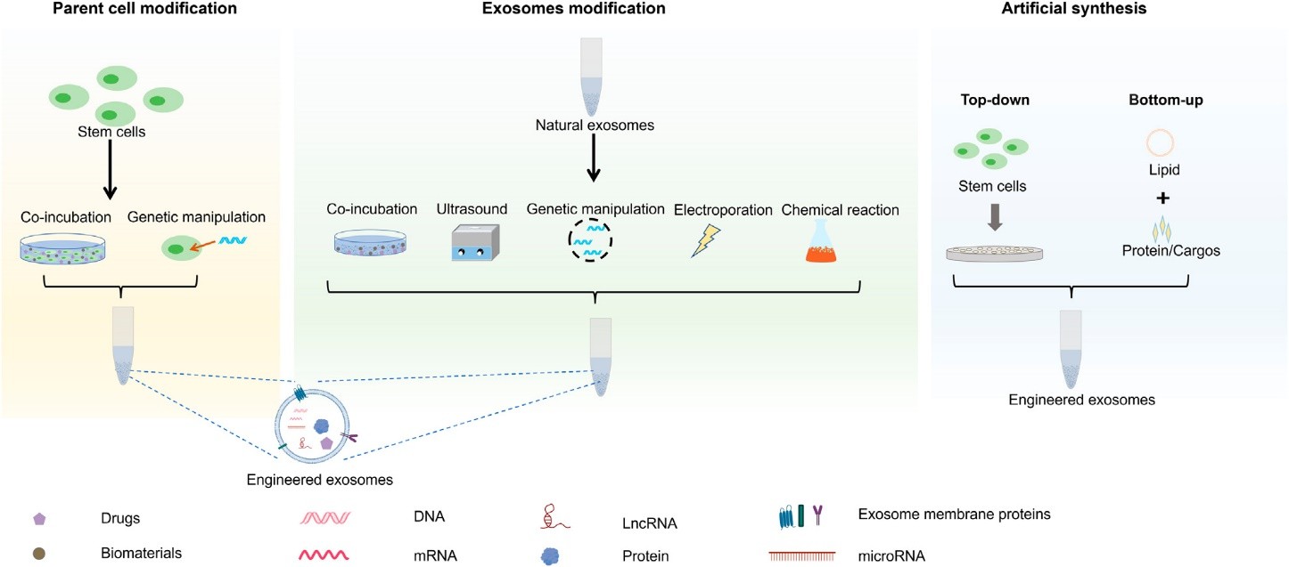 Synthesis of engineered stem cell exosomes. (Hao, et al., 2022)