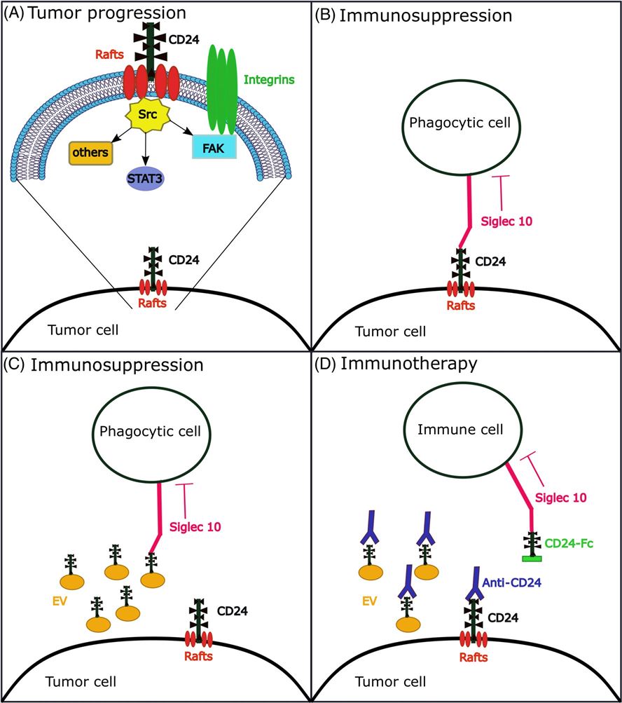 CD24 in oncoimmunology. (Altevogt, et al., 2021)