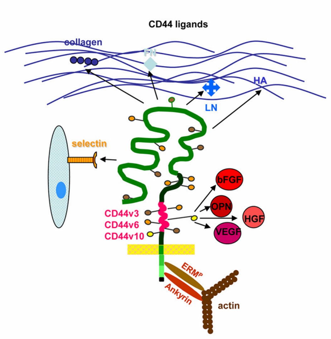 Fig. 2 CD44 summary. (Wang, et al., 2018)