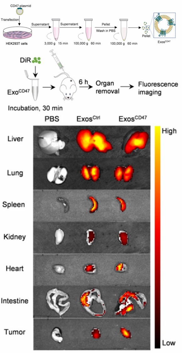 Fig. 1 ExosCD47 can escape phagocytosis. (Du, et al., 2021)