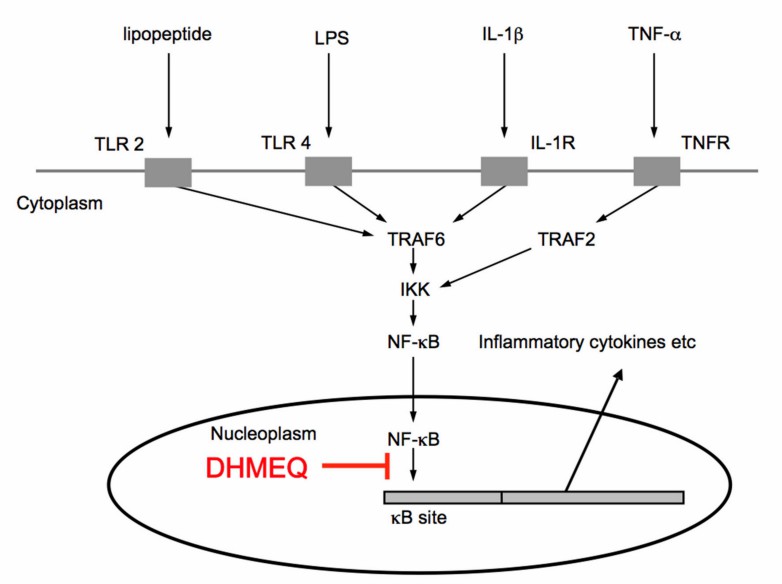 Fig.2 DHMEQ modulation of NF-κB. (Ma, et al., 2021)