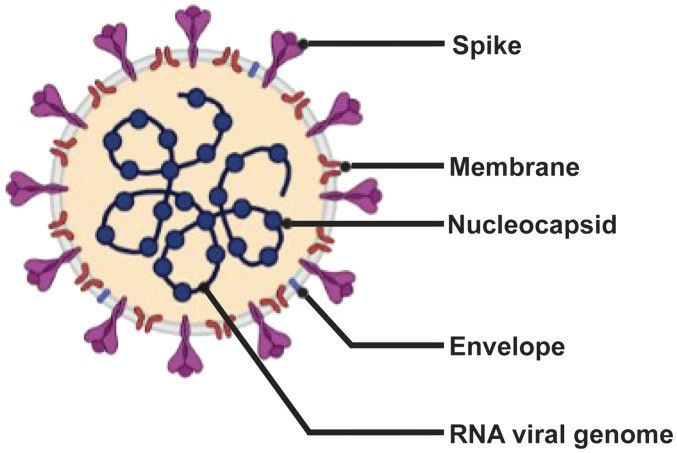 Schematic diagram of SARS-CoV-2.