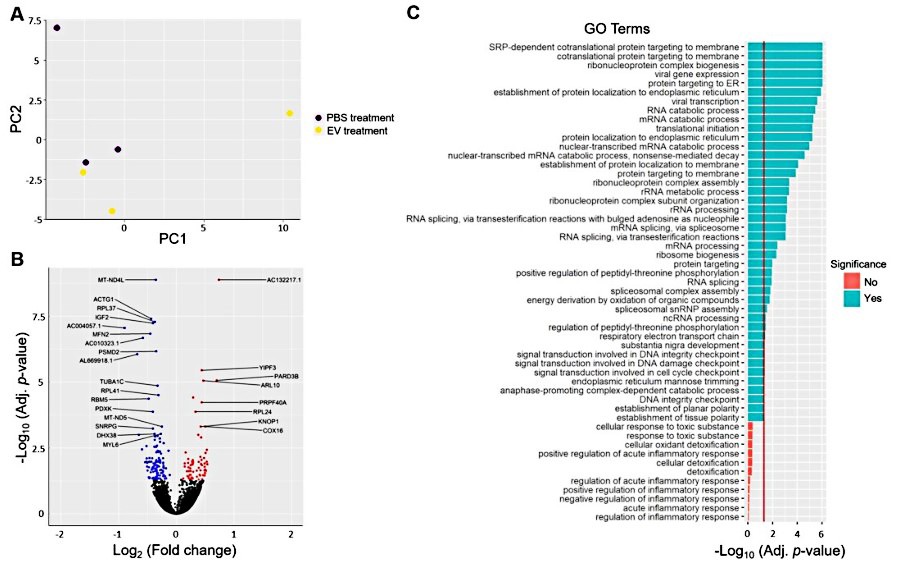 Transcriptional changes in HepG2 cells after EVs treatment.