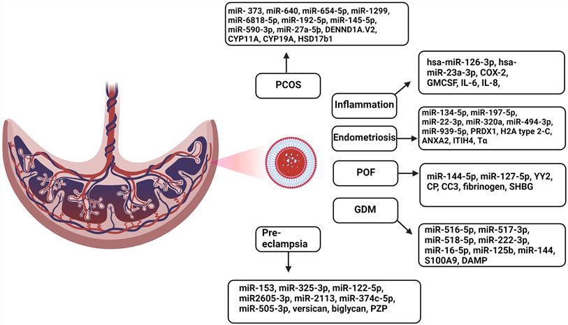 Exosome and placenta. (Dimik, et al., 2023)