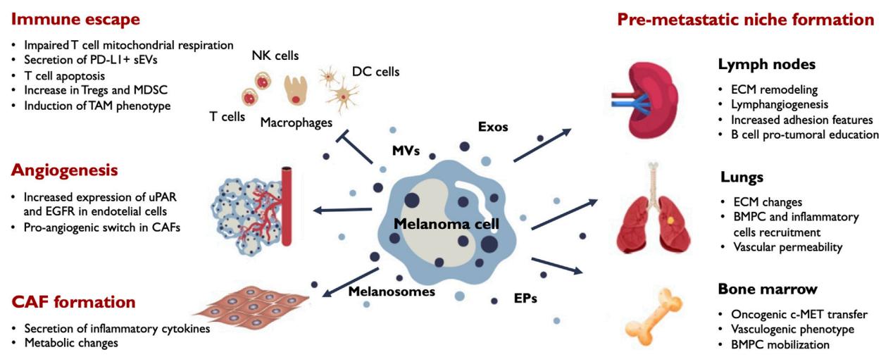 Main outcomes of EV release in melanoma progression.