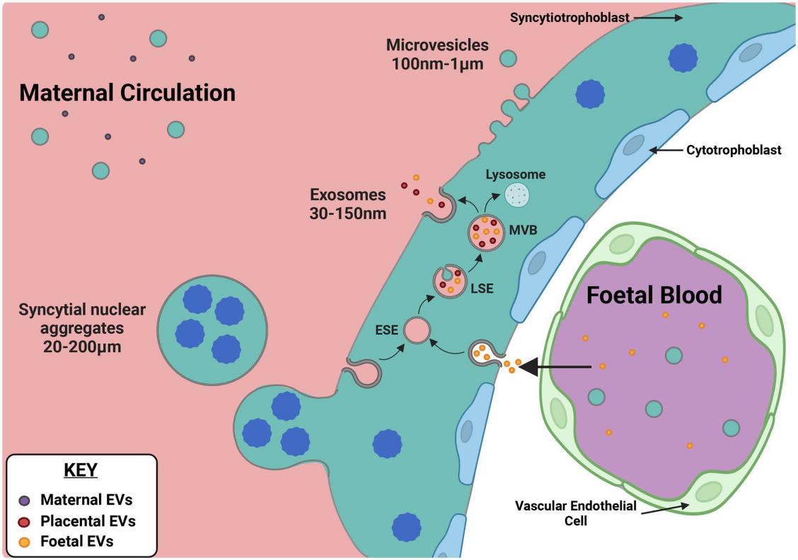 Placenta-derived extracellular vesicles. (Adamova, et al., 2022)