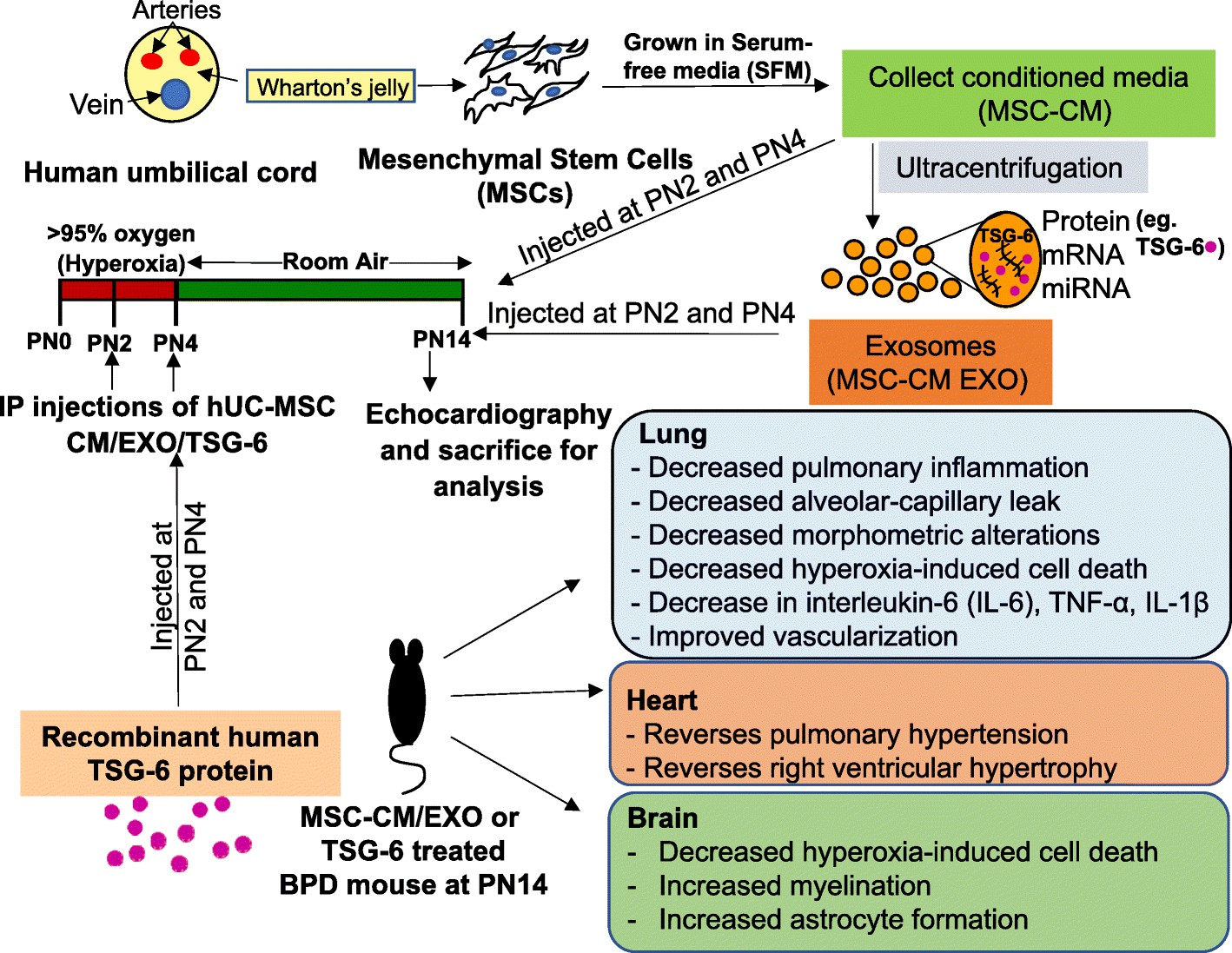 Administration of MSC-derived exosomes into a mouse BPD model. (Chaubey, et al., 2018)