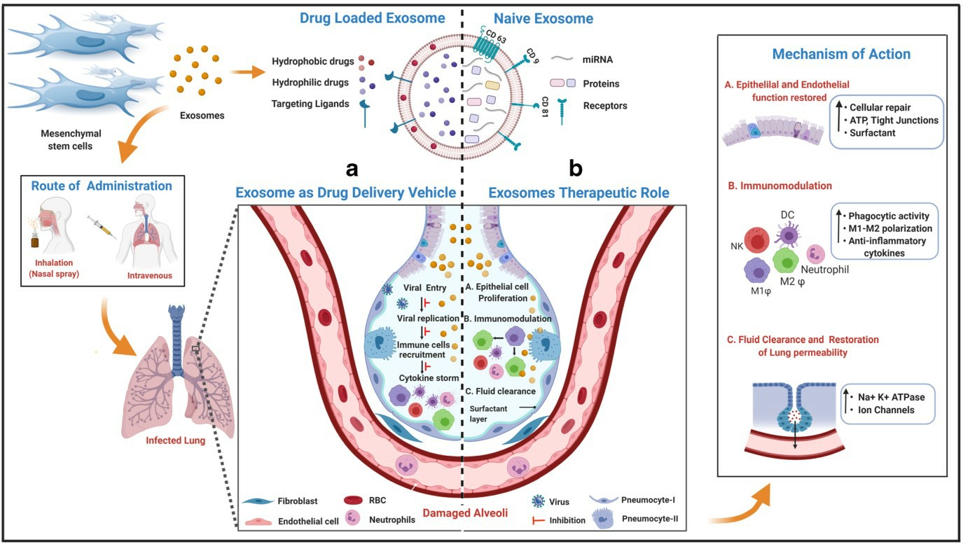 The potential role of MSCs derived exosomes in combating COVID-19 infection.