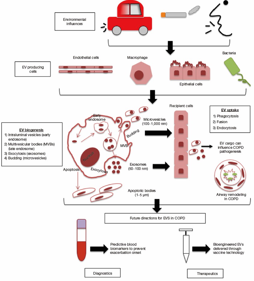 Extracellular vesicles and COPD. (Kadota, et al., 2016)