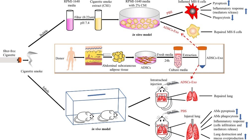 hADSCs-Exo can improve lung inflammation. (Zhu, et al., 2022)