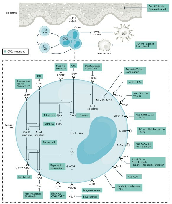 Targets for future directions for CTCL therapy.