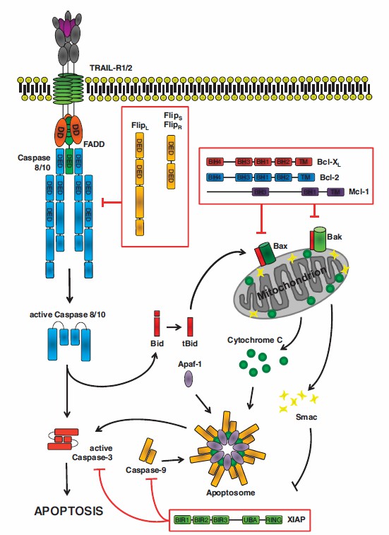 TRAIL-related apoptosis. (Lemke, et al., 2014)