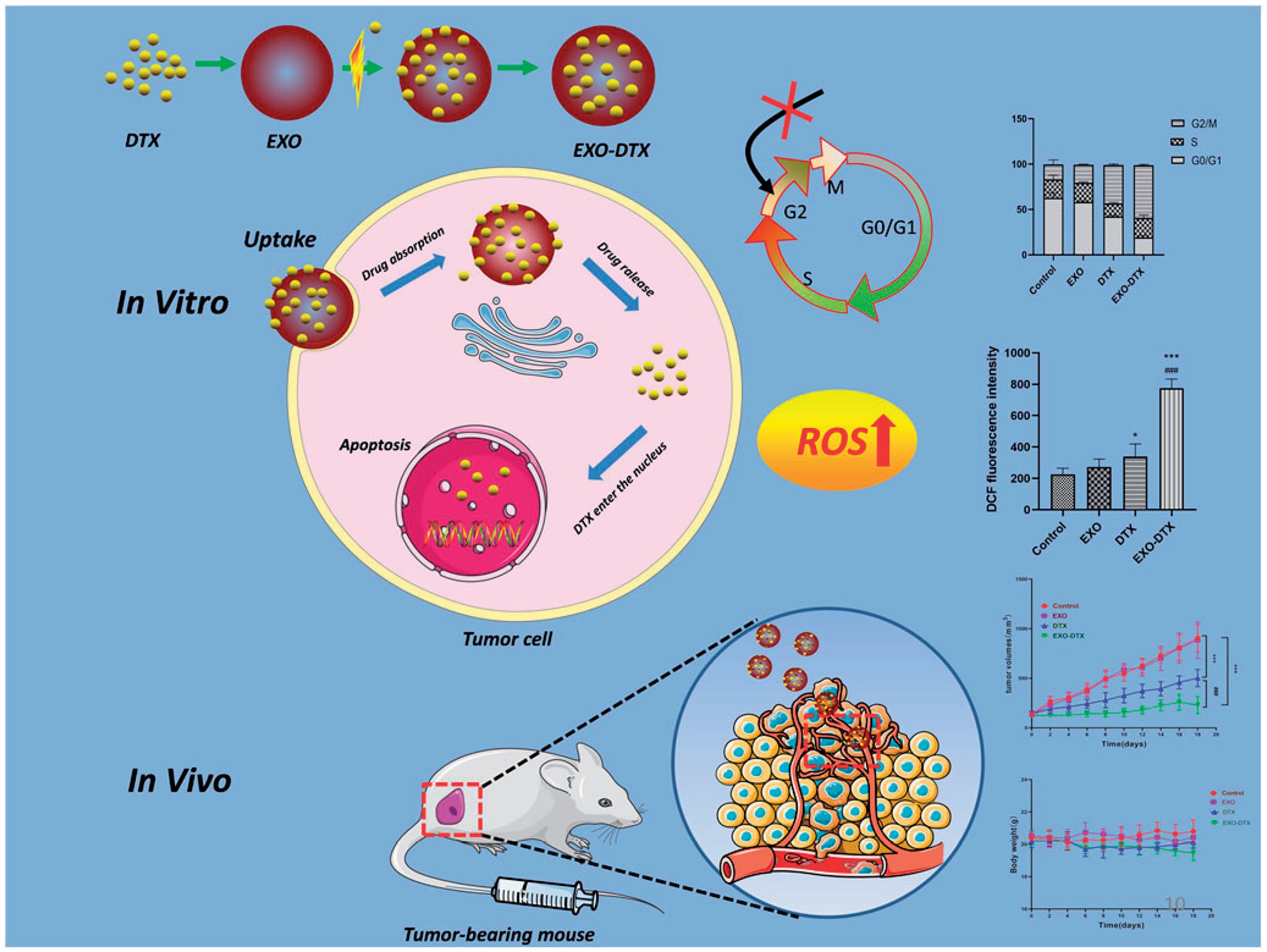 Role of EXO-DTX. (Wang, et al., 2021)